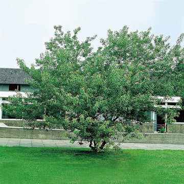 Träd Ginnalalönn Omnia Garden 150-200cm