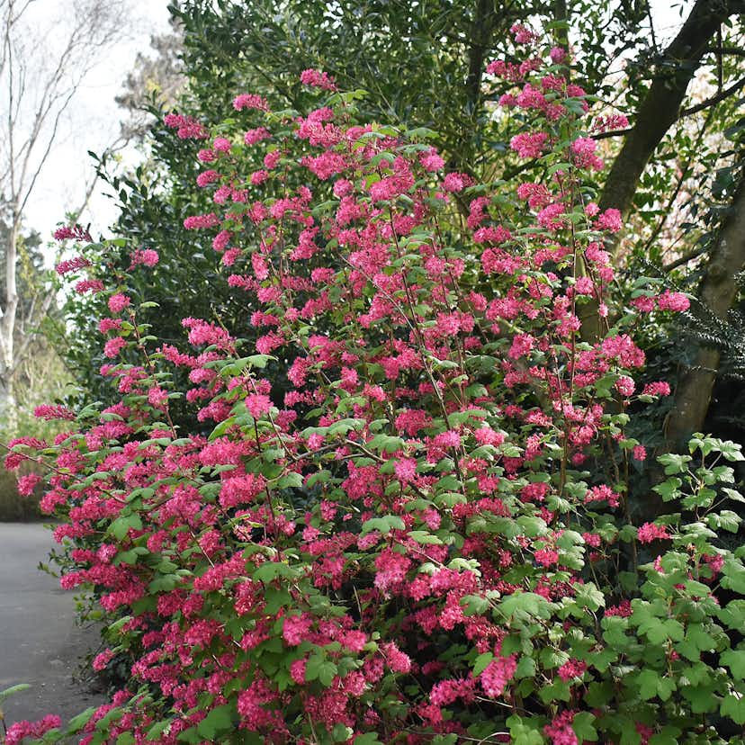 Prydnadsbuske Omnia Garden Rosenrips 10-pack