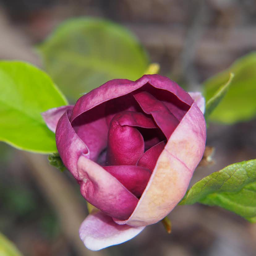 Prydnadsbuske Omnia Garden Rosenmagnolia Genie 5-pack