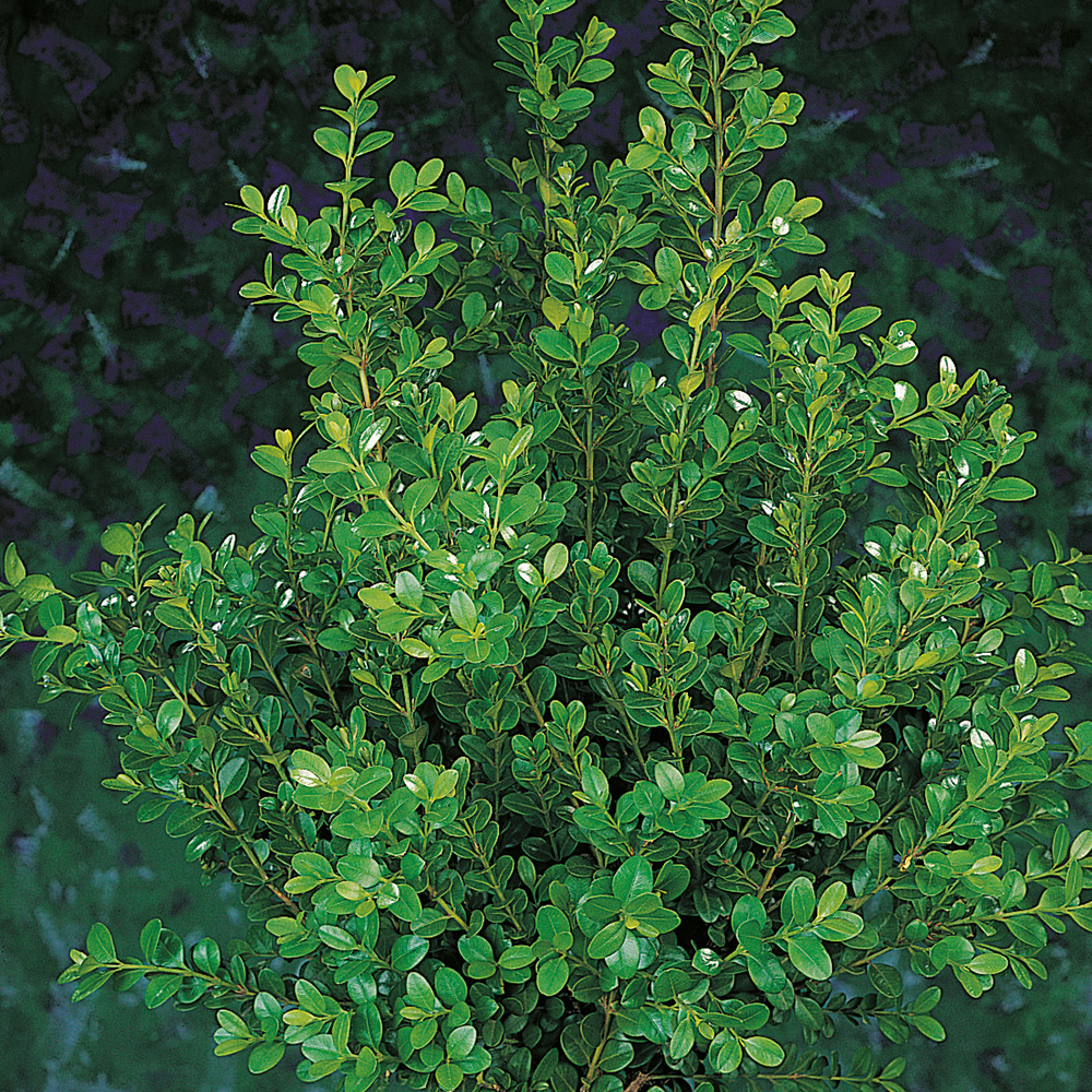 Prydnadsbuske Omnia Garden Småbladig Buxbom