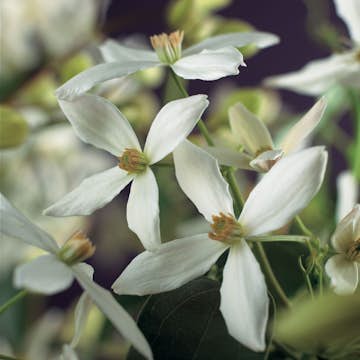 Klätterväxt Vintergrön Klematis @Plant Armandii 40-60 cm