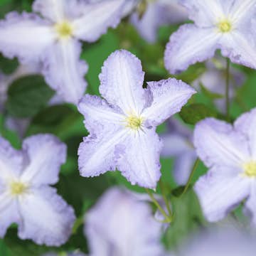 Klätterväxt Storblommig Ljust Blåviolett Omnia Garden 40-60 cm