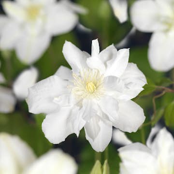 Klätterväxt Klematis Omnia Garden Sylvia Denny 40-60 cm