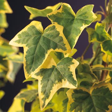 Klätterväxt Murgröna Goldchild Omnia Garden 40-60 cm