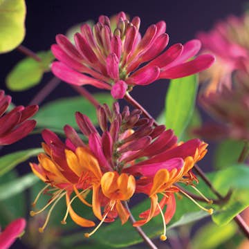 Klätterväxt Blomsterkaprifol @Plant Goldflame 40-60 cm