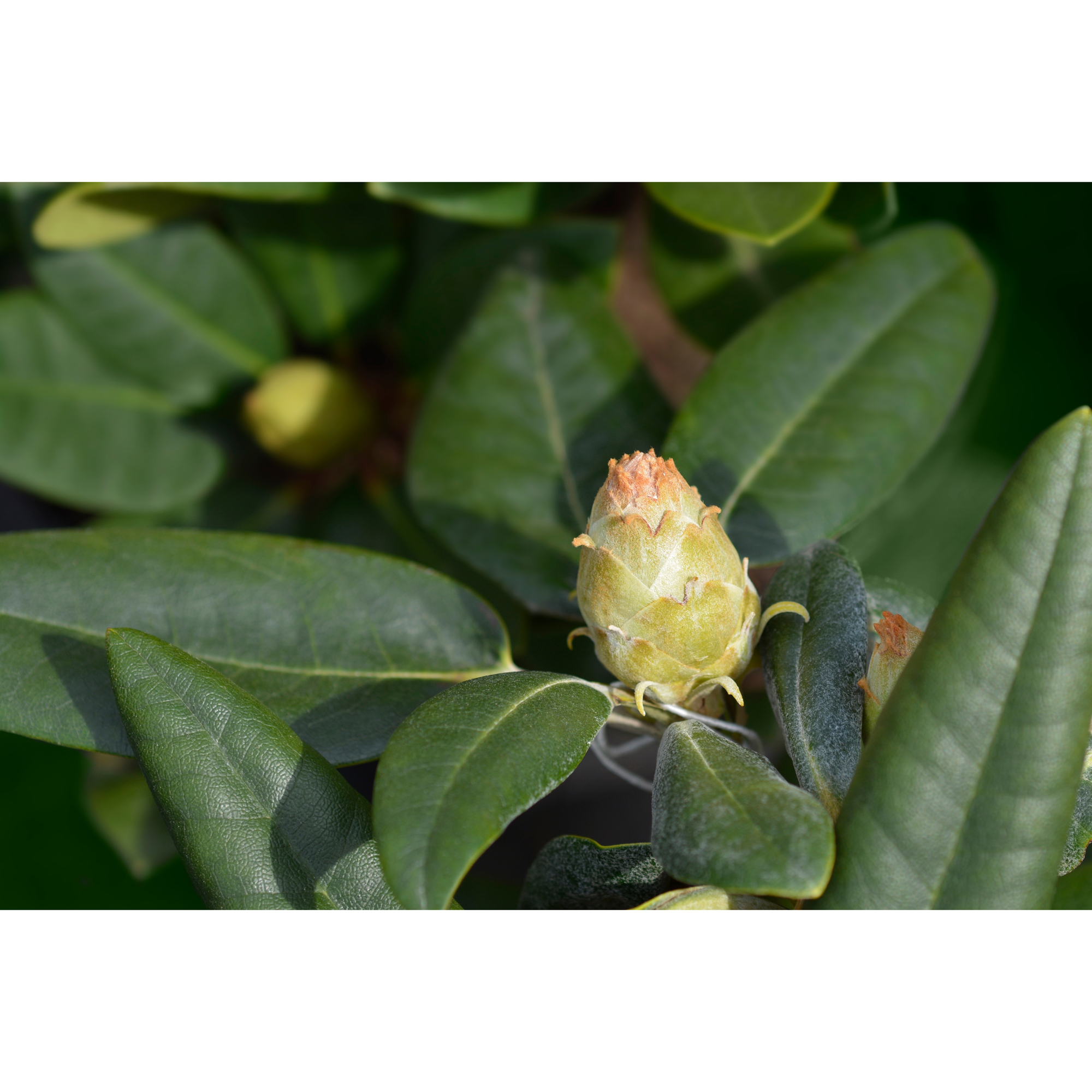 Rhododendron Omnia Garden Fantastica 25-30 cm