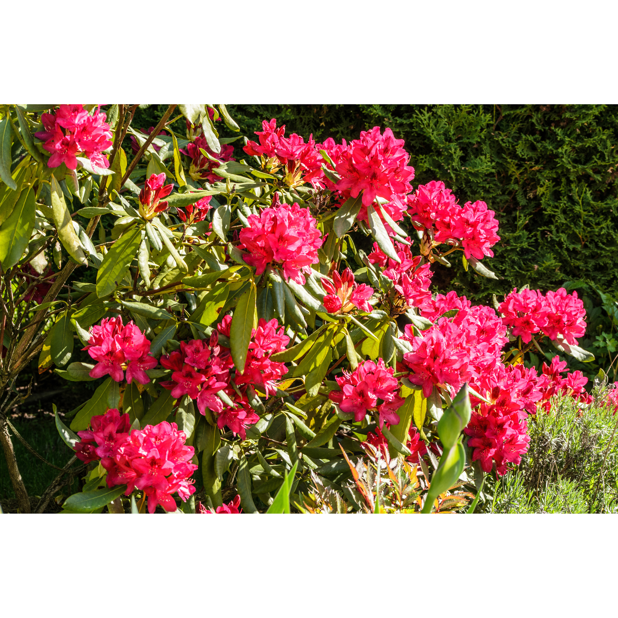 Rhododendron Omnia Garden Nova Zembla