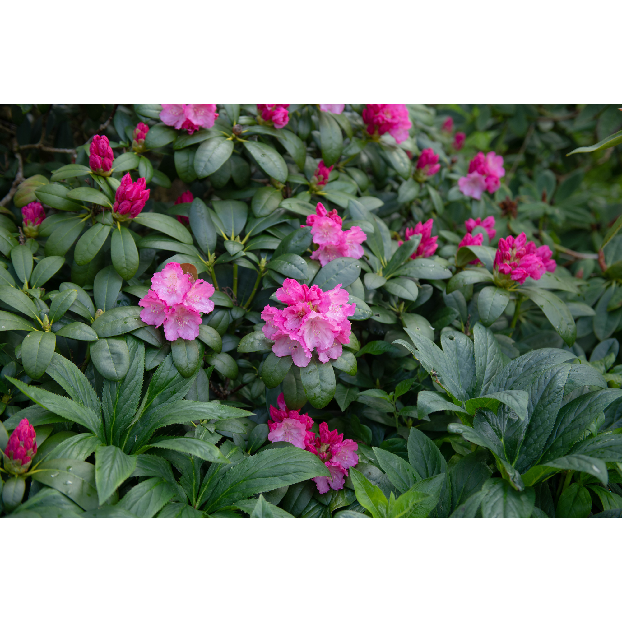 Rhododendron Omnia Garden Polaris 25-30 cm