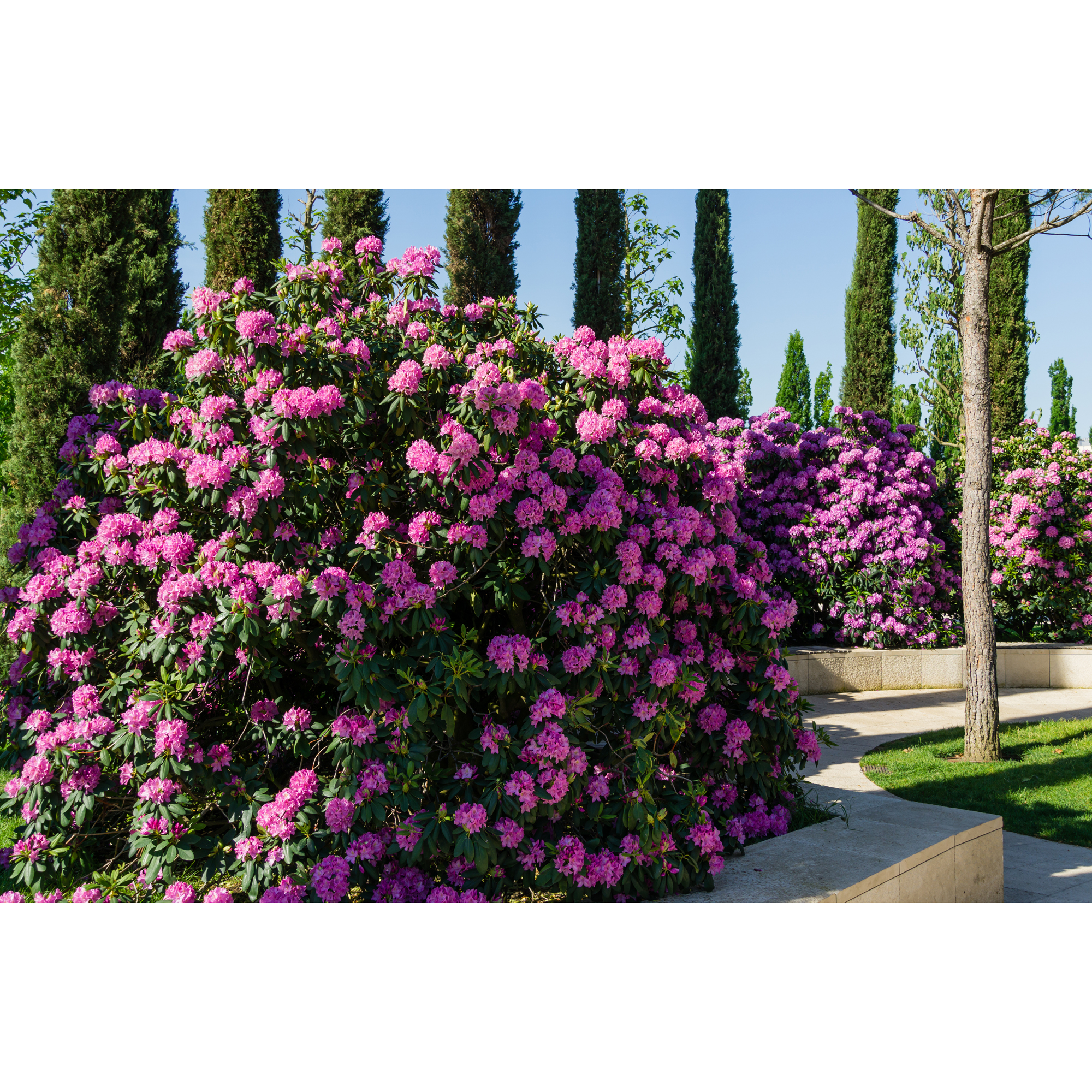 Rhododendron Omnia Garden Roseum Elegans