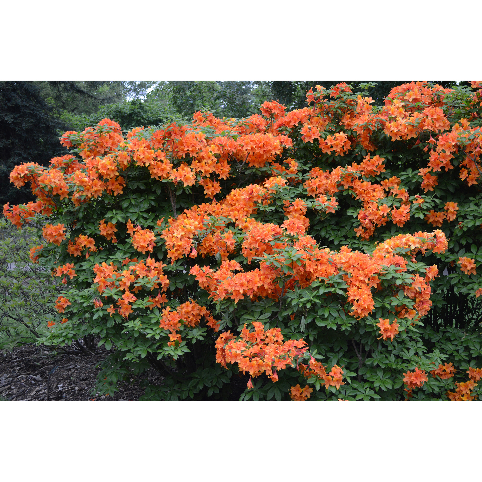Rhododendron Azalea Omnia Garden Knaphill Golden Eagle 30-40 cm