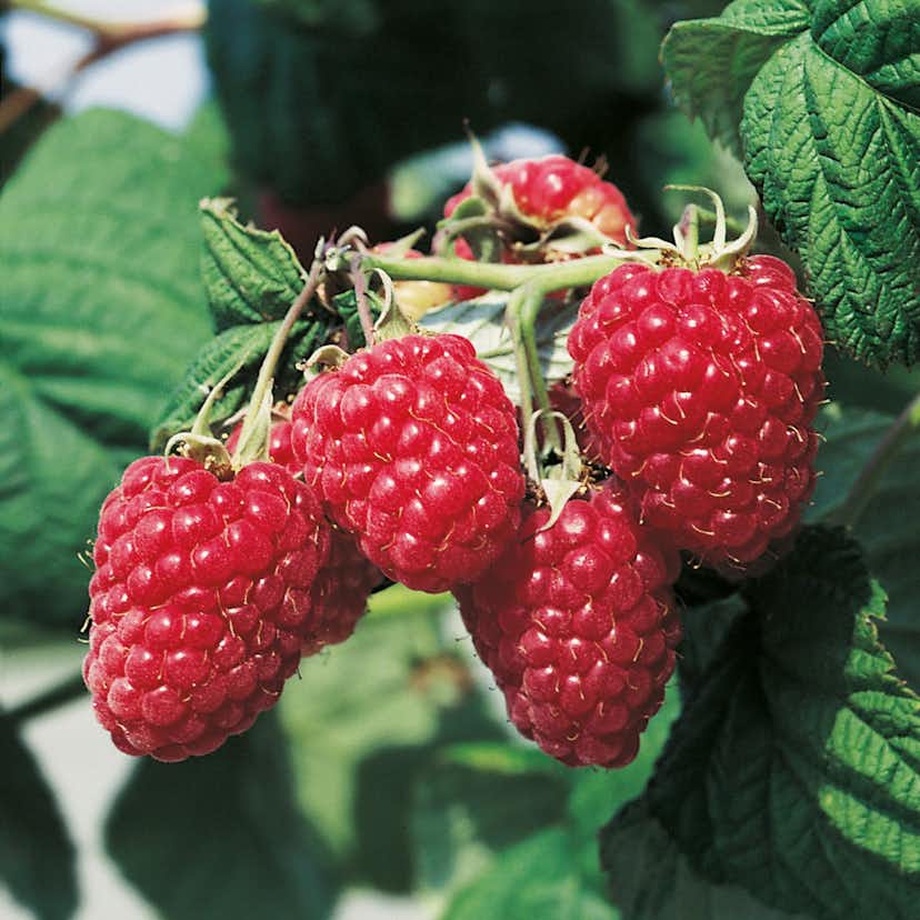 Buske Trädgårdshallon Omnia Garden Malling Promise 3-pack