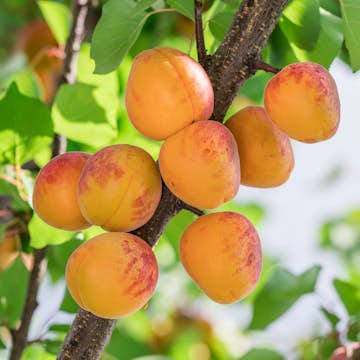 Aprikosträd Omnia Garden Tros Oranje