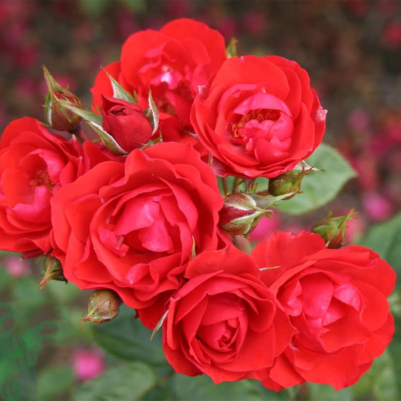 Flerblommig Rabattros Omnia Garden Allotria 10-pack