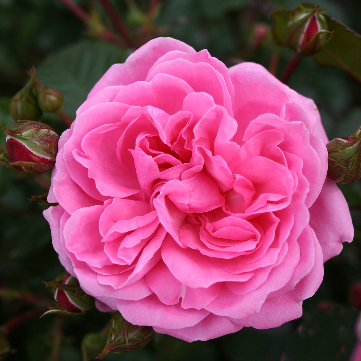 Storblommig Rabattros Omnia Garden Berleburg 5-pack