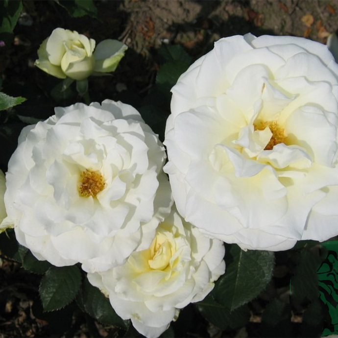 Storblommig Buskros Omnia Garden Memoire