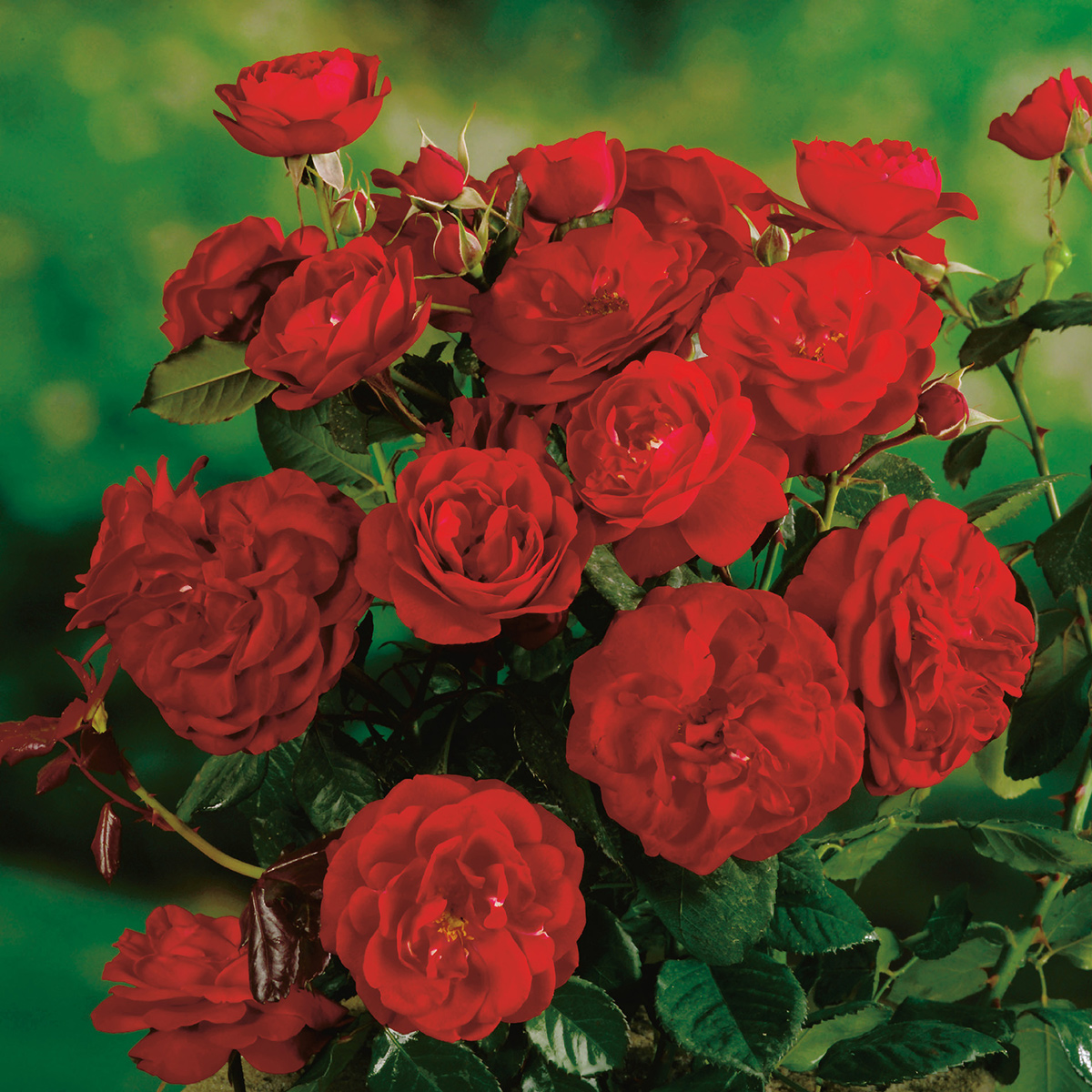 Flerblommig Rabattros Omnia Garden Carl Philip