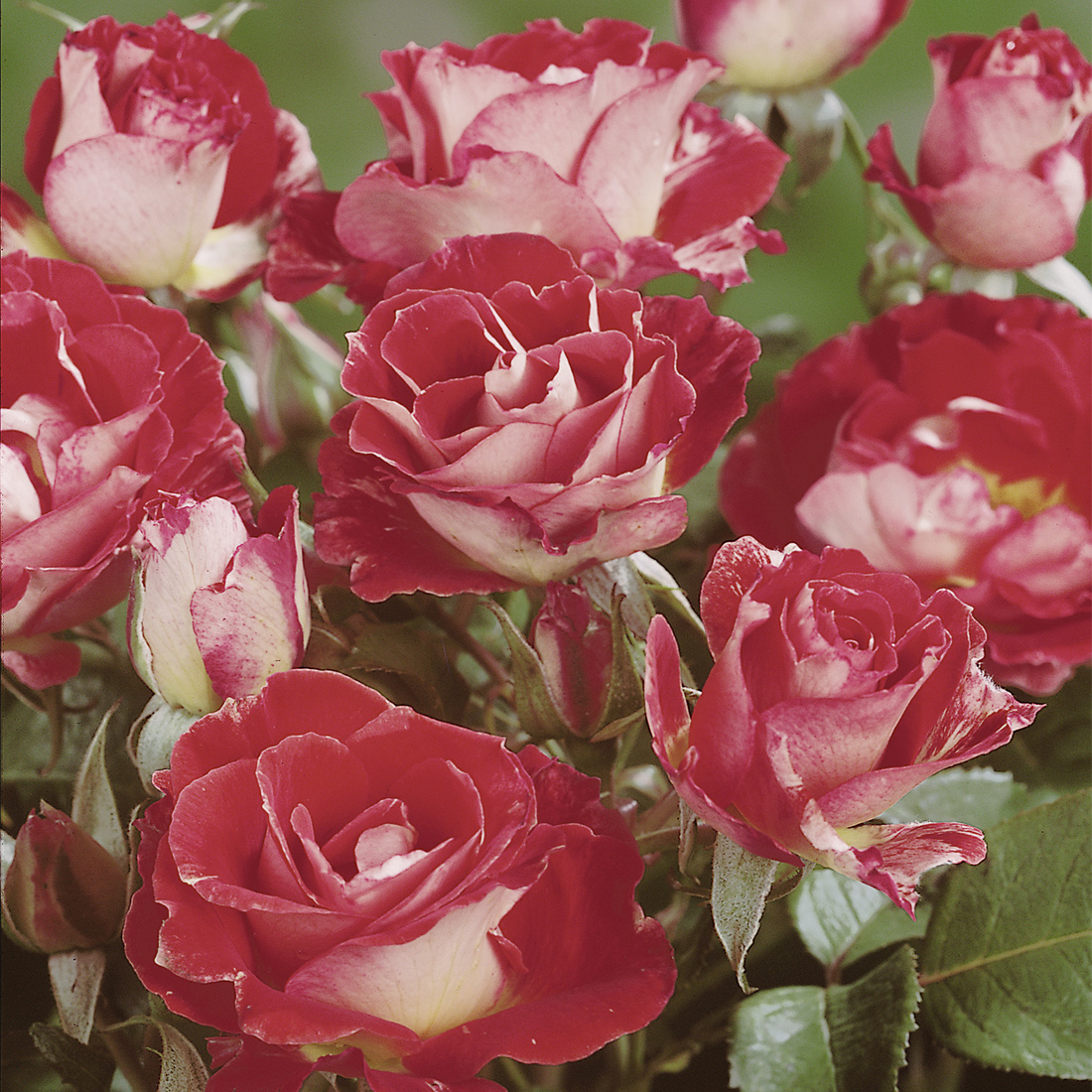 Storblommig Rabattros Omnia Garden Rock & Roll