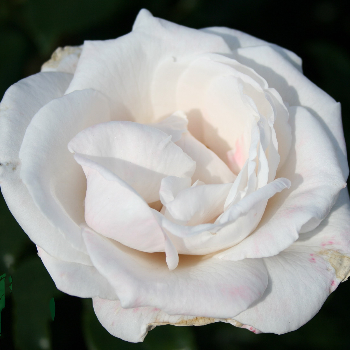 Flerblommig Rabattros Omnia Garden Royal Copenhagen 1-pack