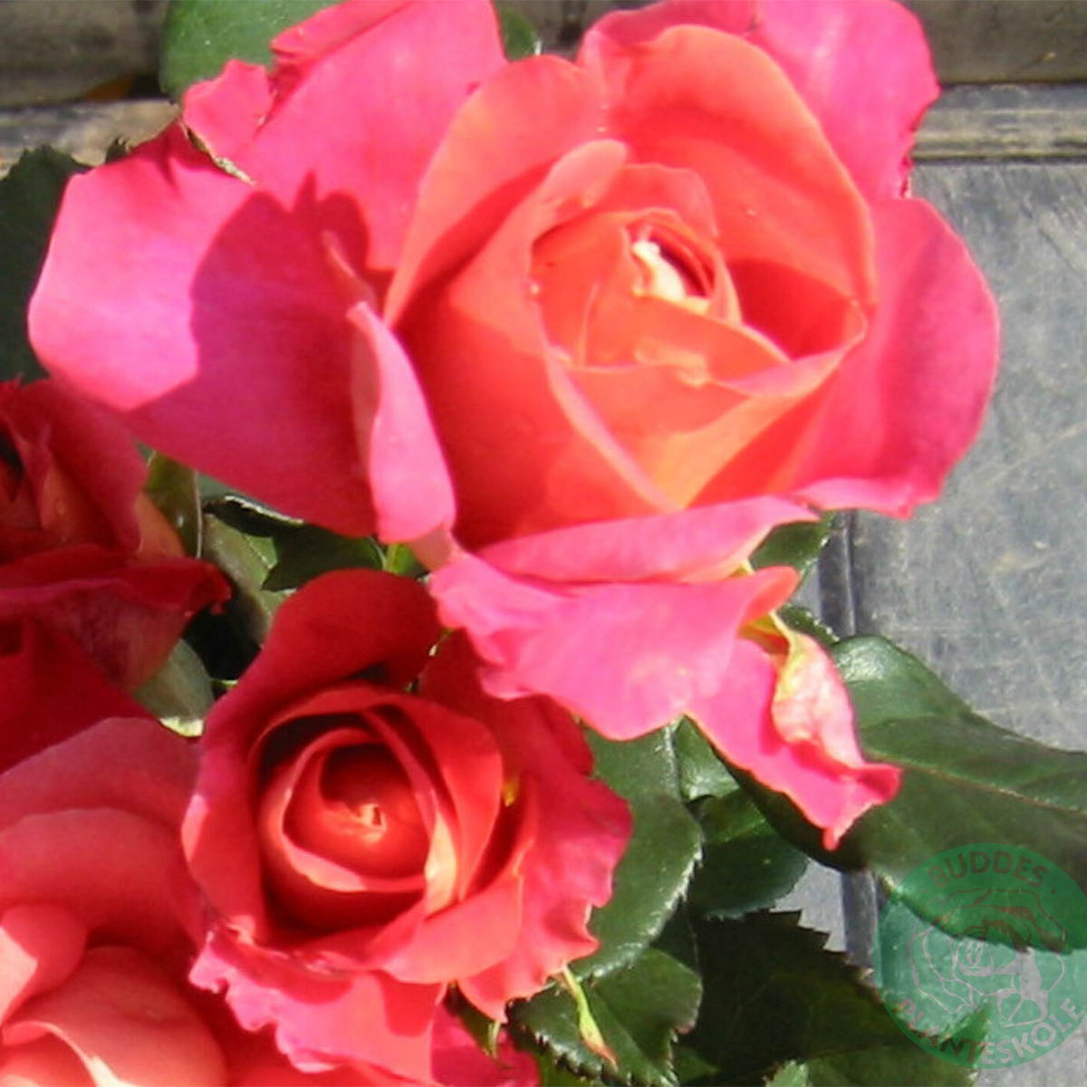 Storblommig Rabattros Omnia Garden Thor Heyerdahl 10-pack