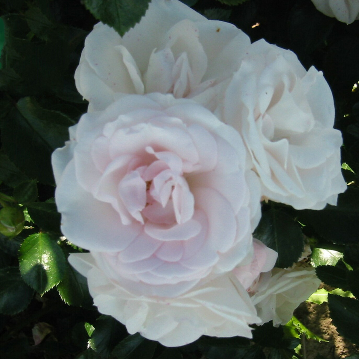 Flerblommig Rabattros Omnia Garden Aspirin Rose 10-pack