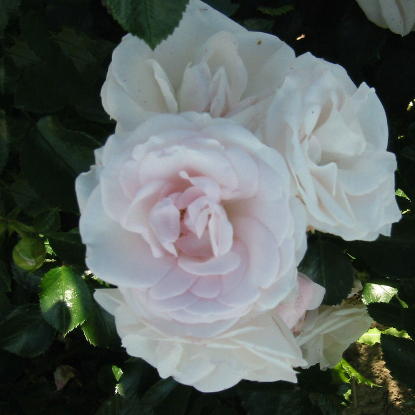 Småblommig Ros Omnia Garden Aspirin Rose