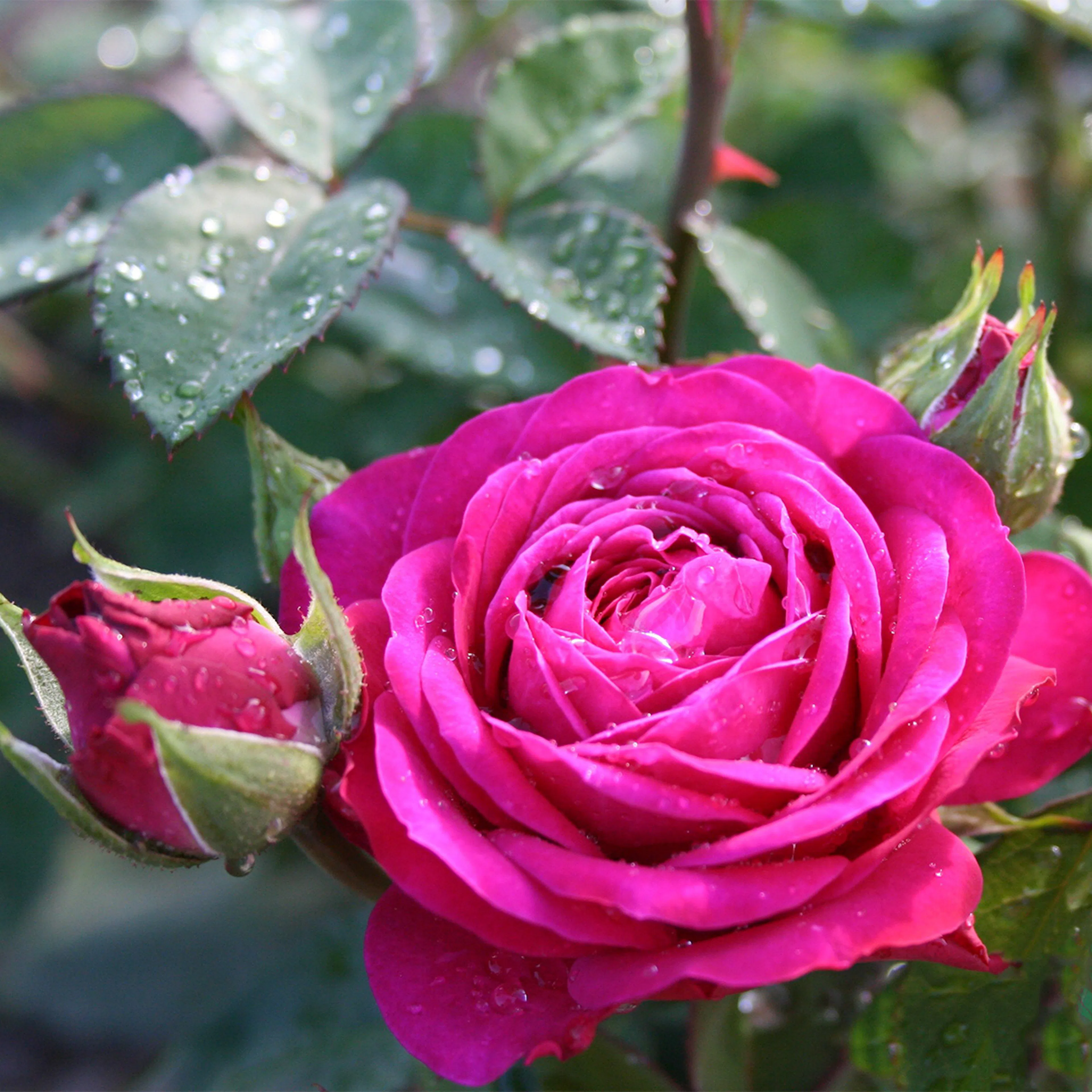 Flerblommig Rabattros Omnia Garden Heidi Klum