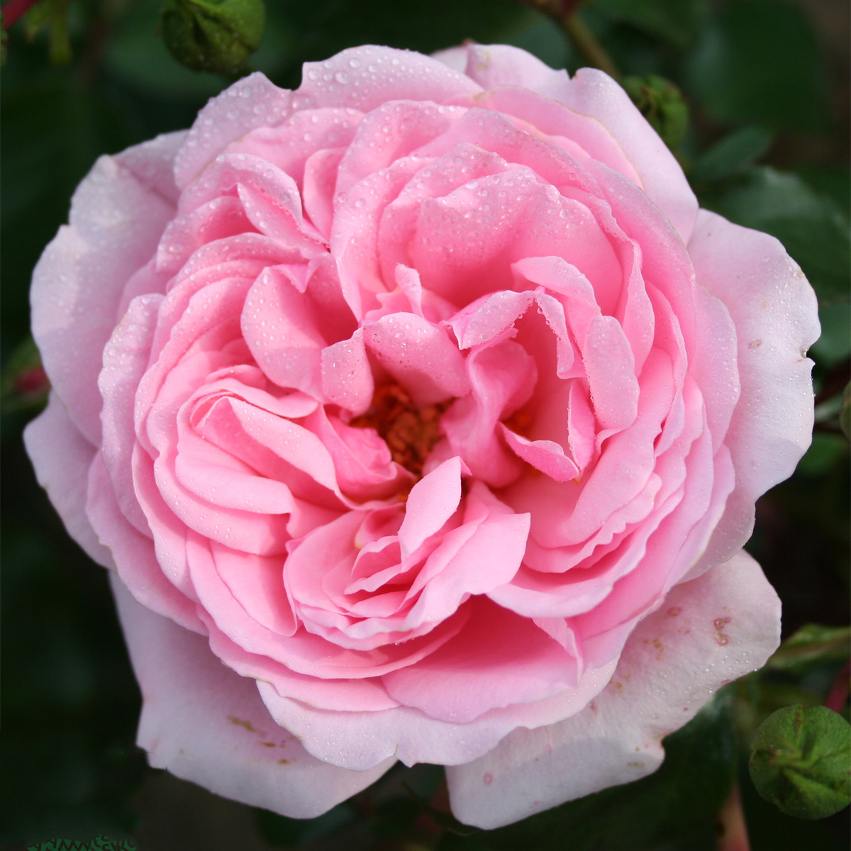 Flerblommig Rabattros Omnia Garden Home & Garden