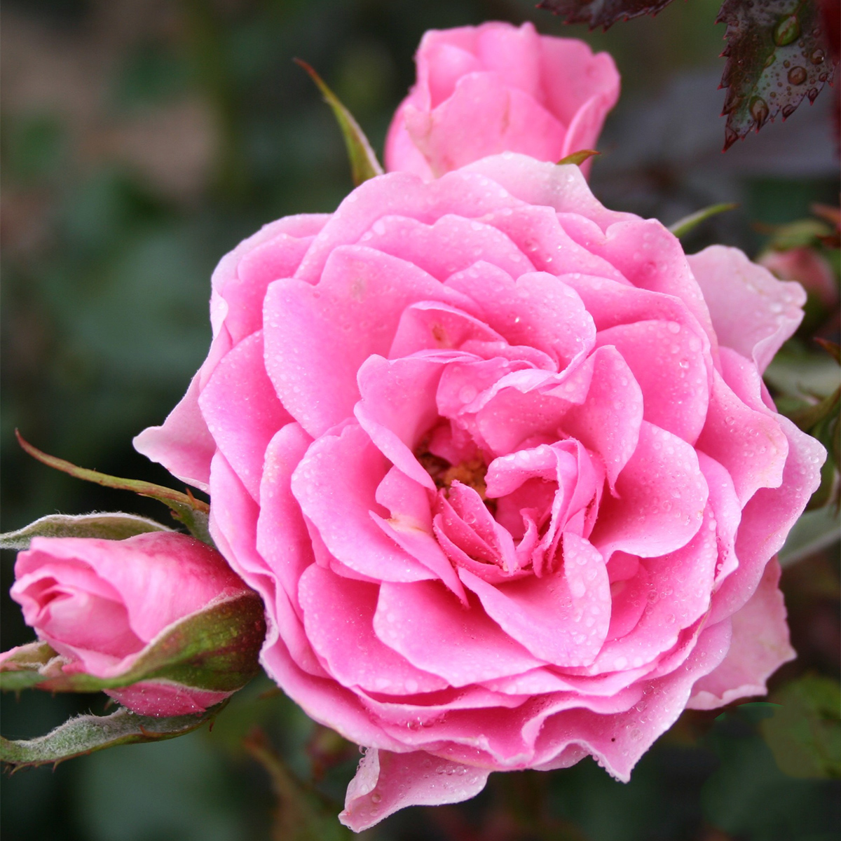 Flerblommig Rabattros Omnia Garden I Am Grateful