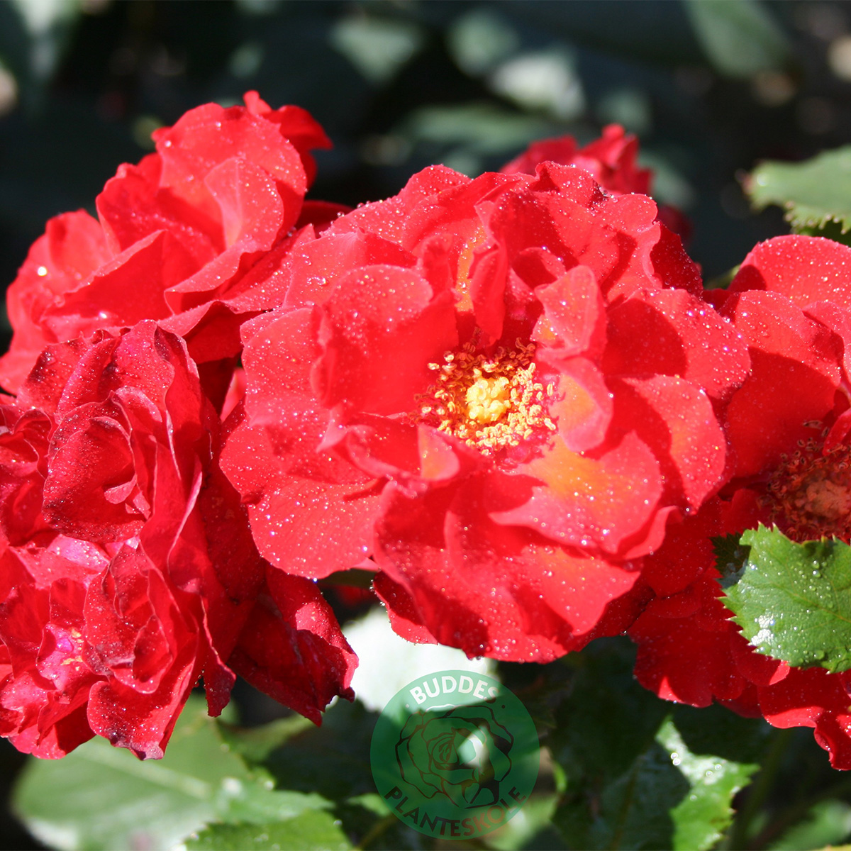 Flerblommig Rabattros Omnia Garden Molde