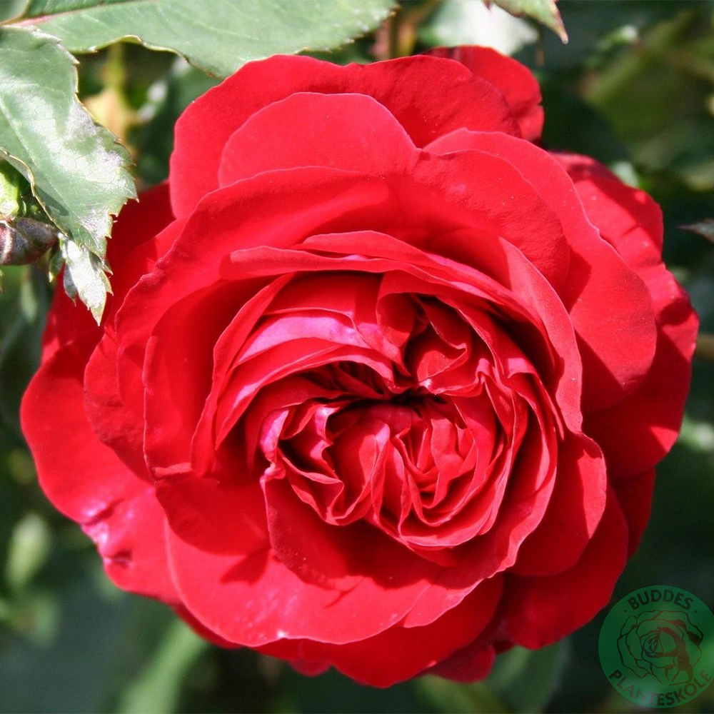 Flerblommig Rabattros Omnia Garden Kronborg 5-pack