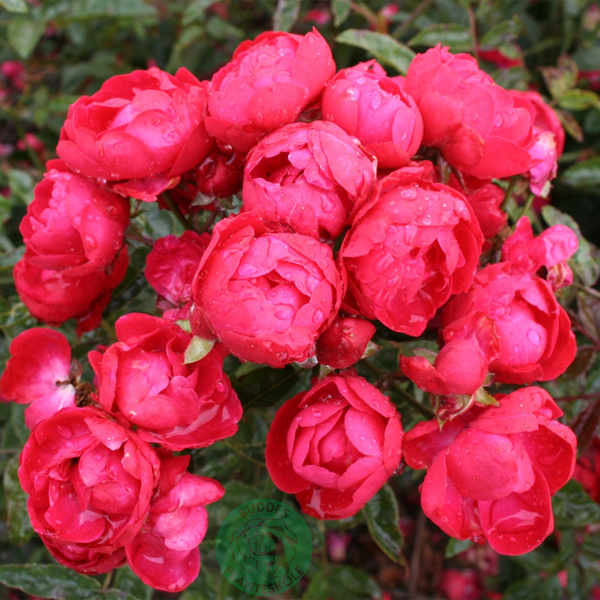 Ros Omnia Garden Marktäckande Morsdag 1-pack