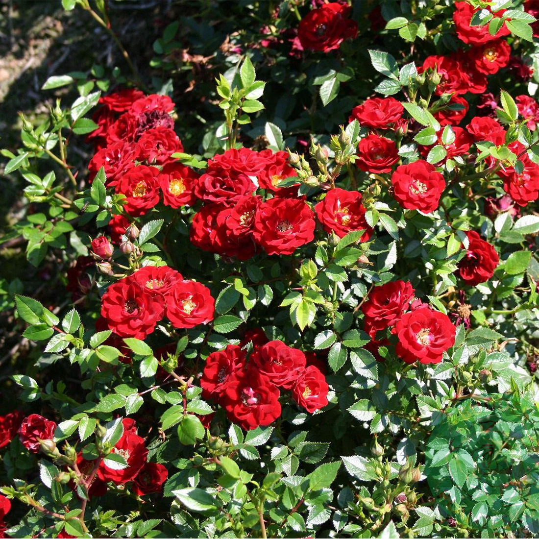 Ros Omnia Garden Marktäckande Peter Pan