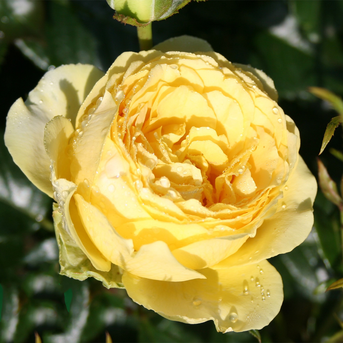 Flerblommig Rabattros Omnia Garden Marselisborg