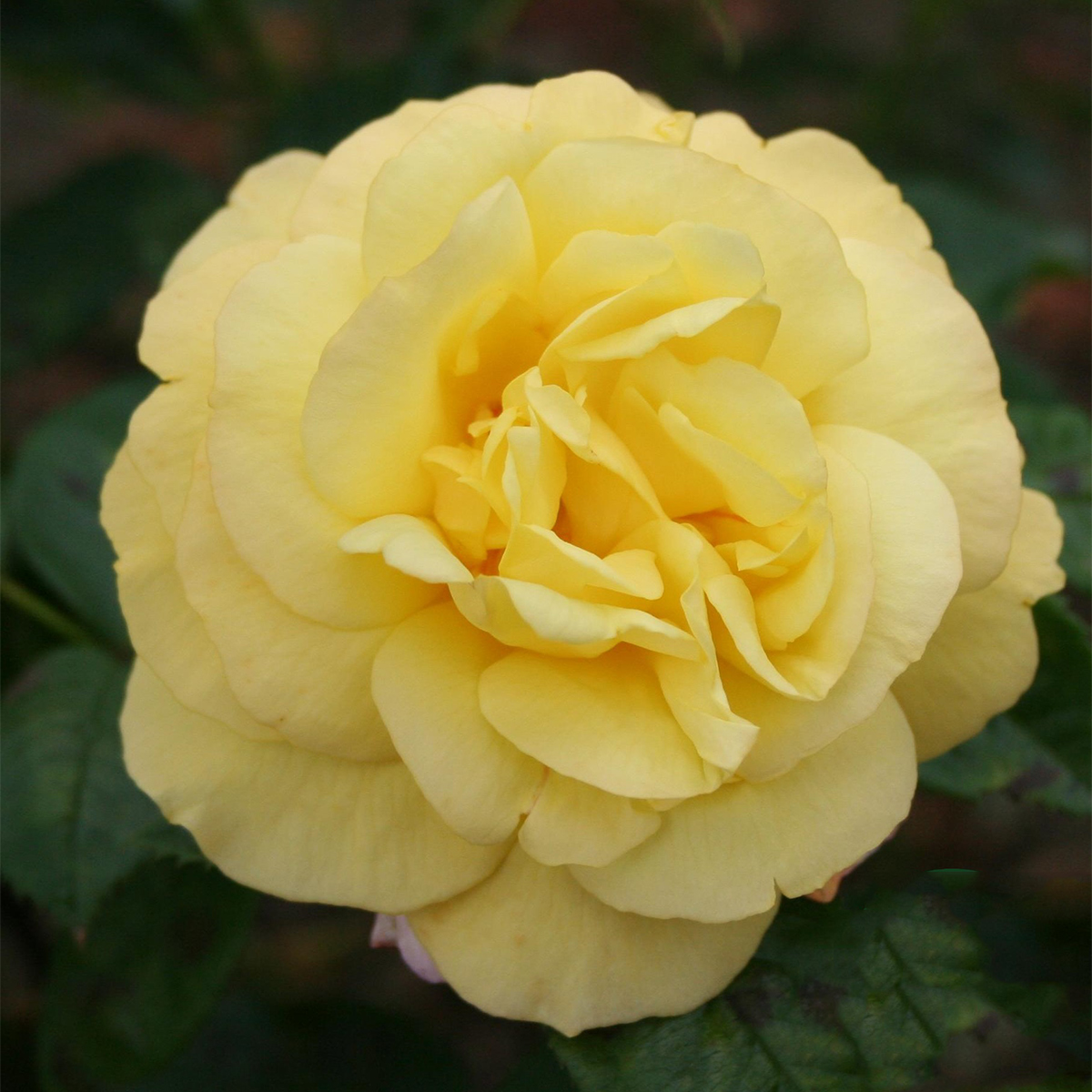 Storblommig Klätterros Omnia Garden China Town