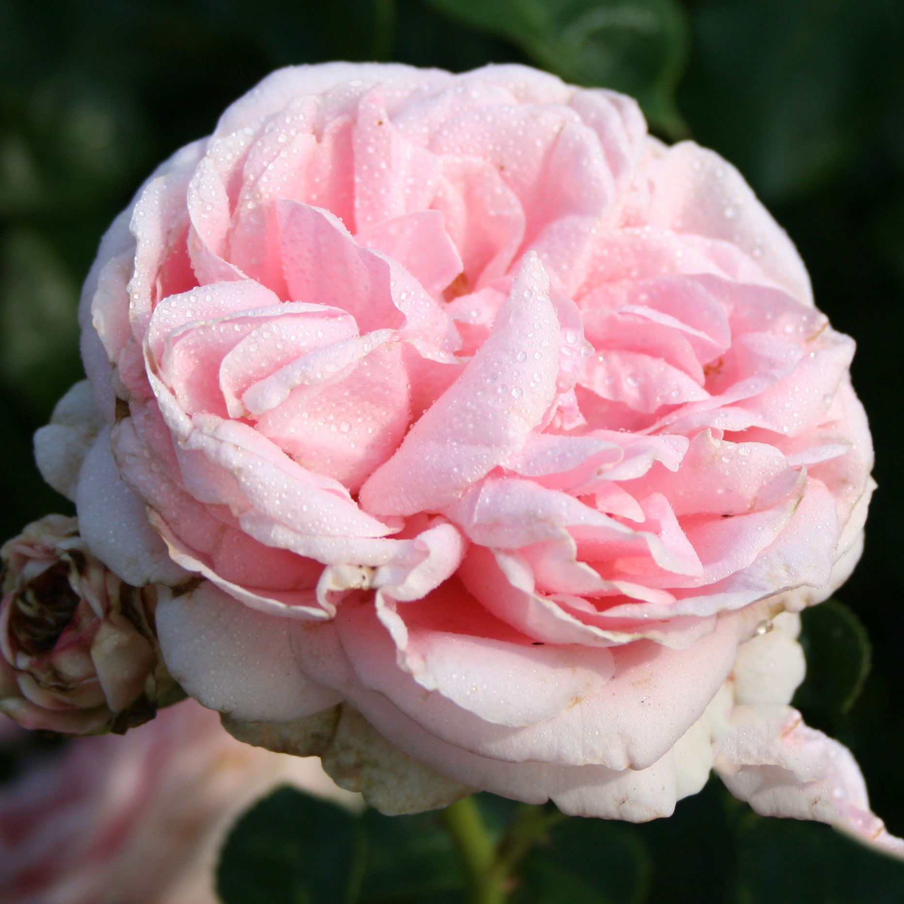 Storblommig Klätterros Omnia Garden Giardina CO