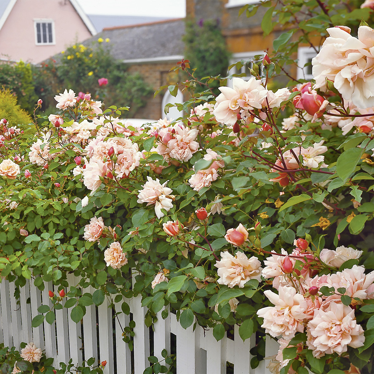 Storblommig Buskros Omnia Garden Albertine