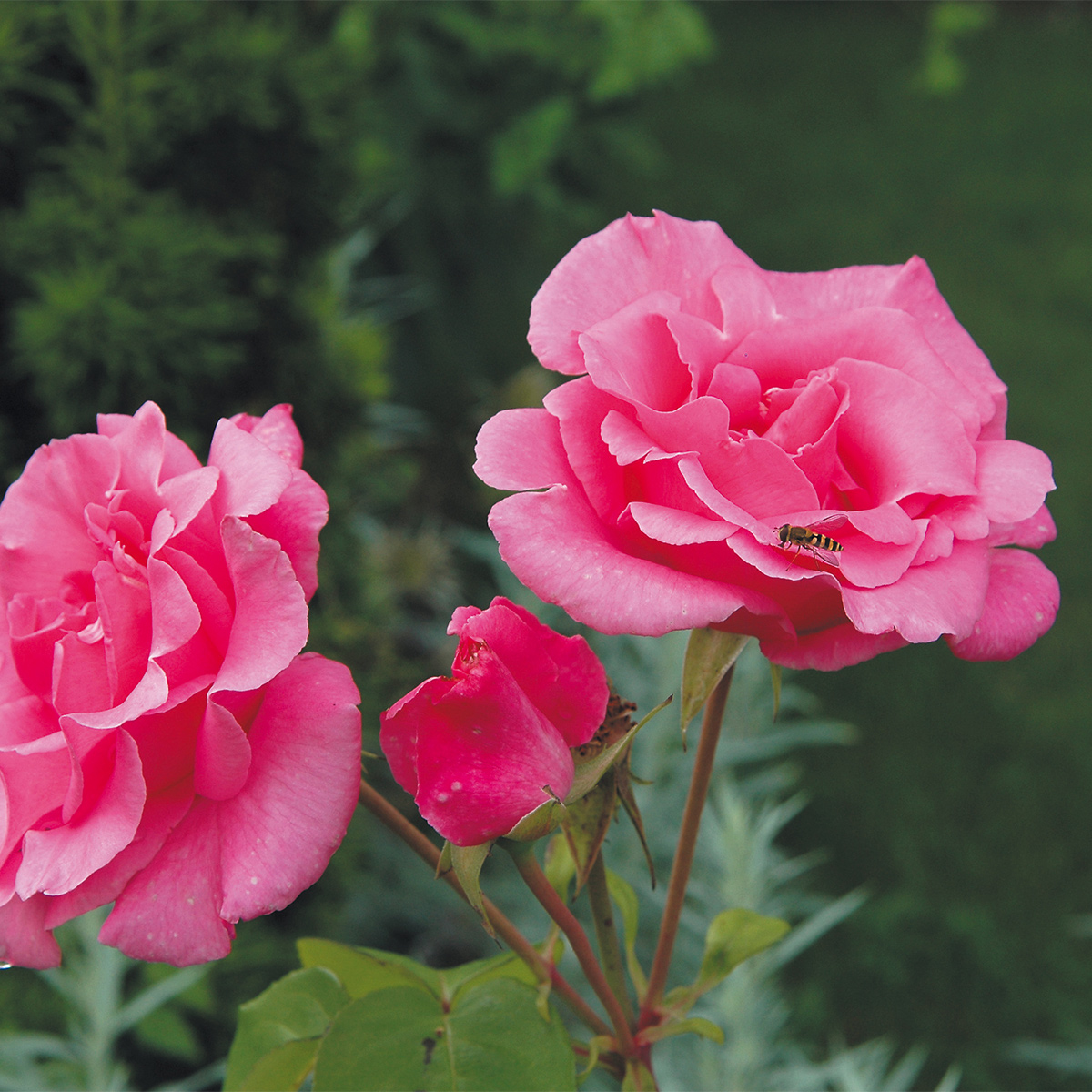 Flerblommig Rabattros Omnia Garden Sofiero