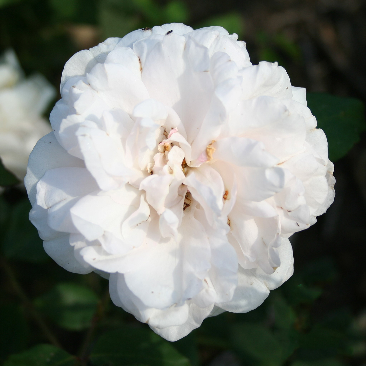 Storblommig Buskros Omnia Garden Mme Alfred Carriere