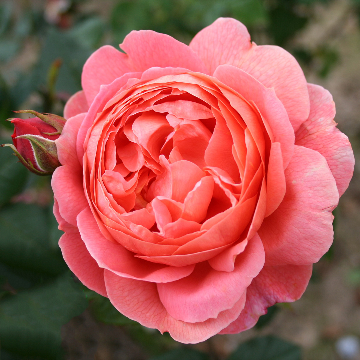 Storblommig Ros Omnia Garden Summer Song