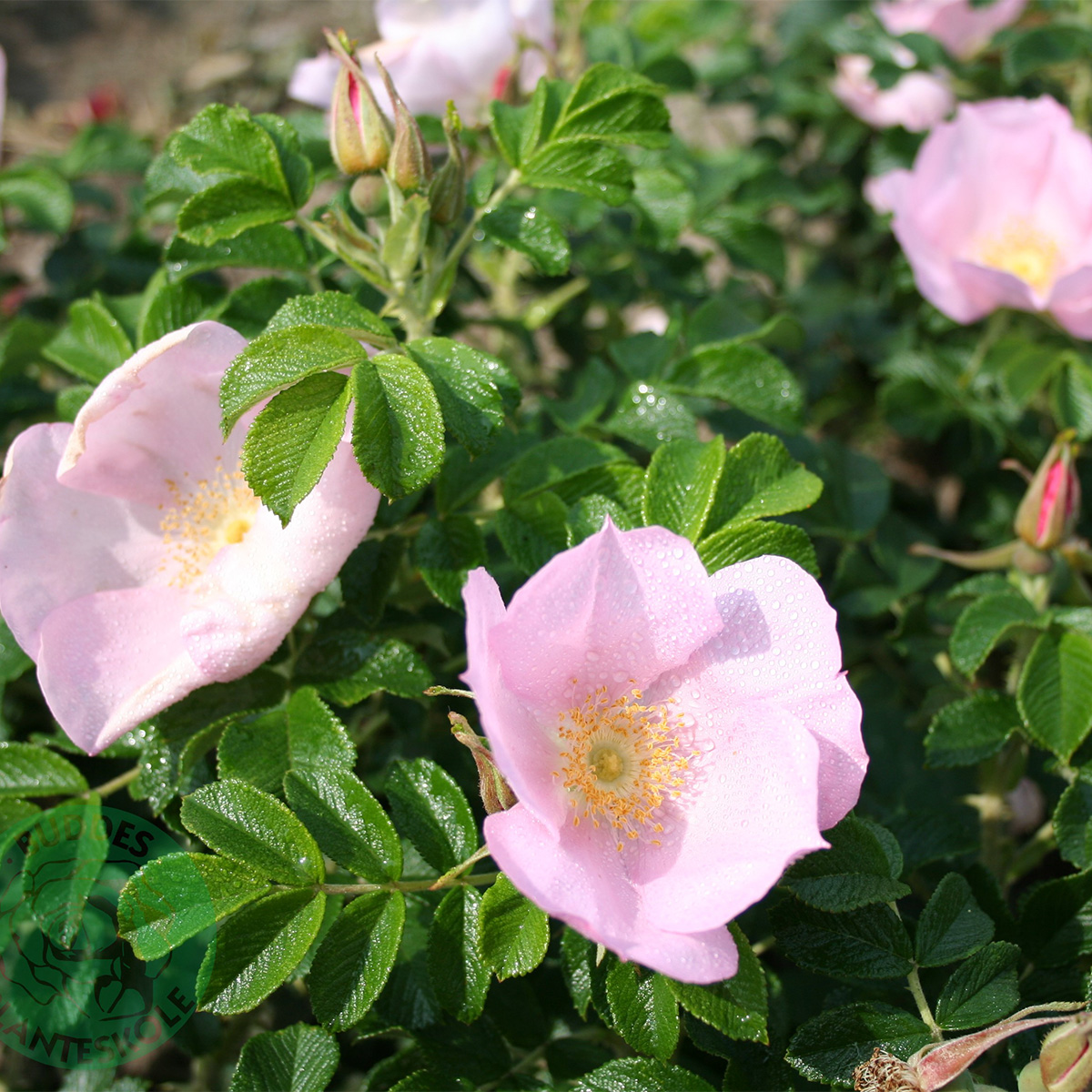 Storblommig Buskros Omnia Garden Dagmar Hastrup
