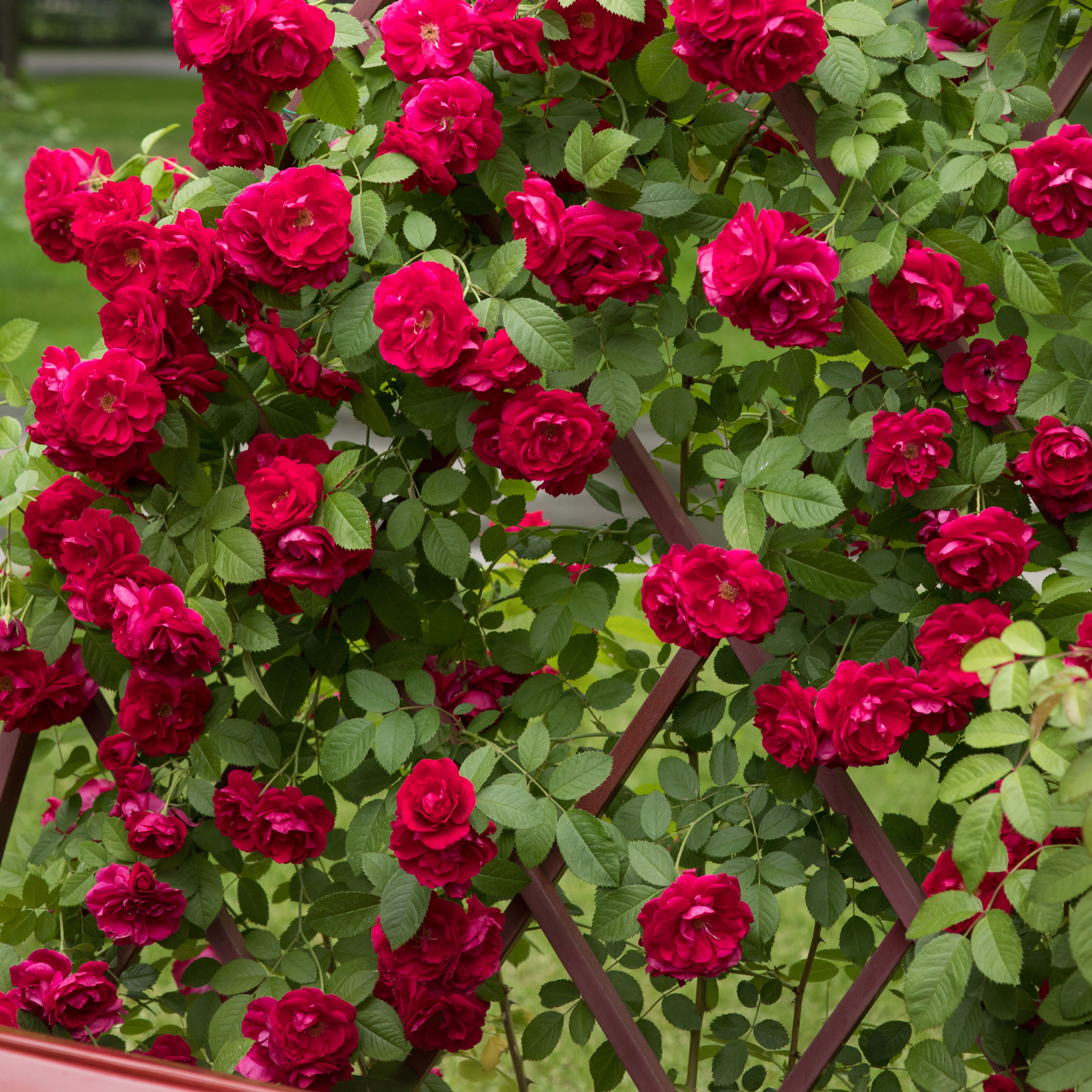 Storblommig Klätterros Omnia Garden Flammentanz