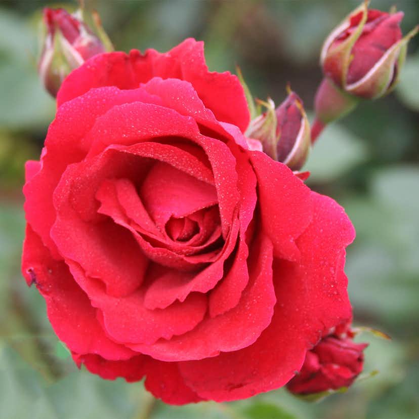 Omnia Garden Storblommig Klätterros Sympathie Röd Rosa "Sympathie", 10-pack GTG28095-10