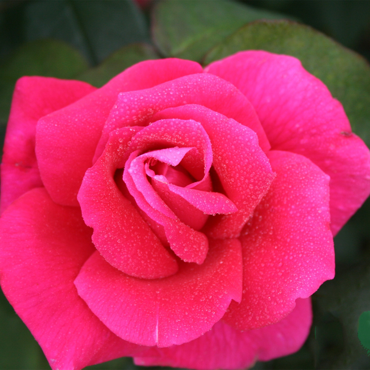 Storblommig Rabattros Omnia Garden Hanne