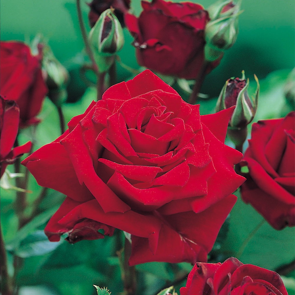Storblommig Ros Omnia Garden Ingrid Bergman 10-pack