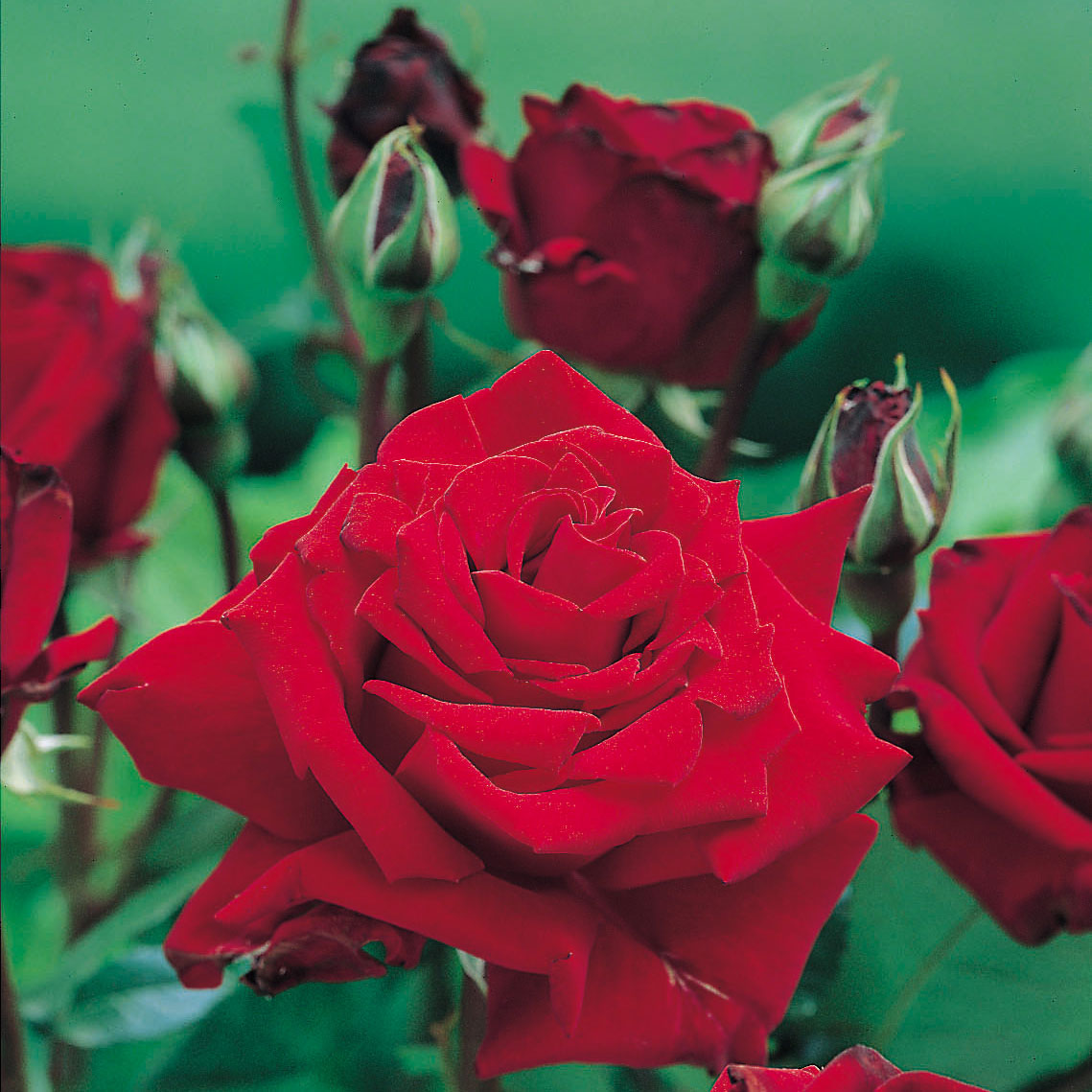 Storblommig Rabattros Omnia Garden Ingrid Bergman