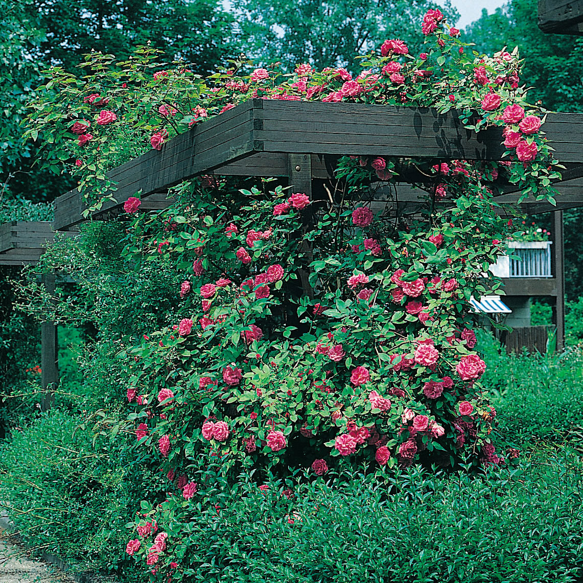 Ros Omnia Garden Klasblommig Maidens Blush