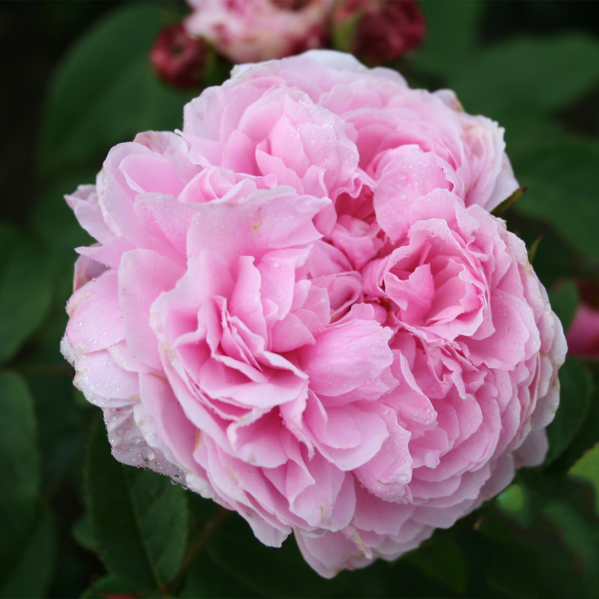 Storblommig Buskros Omnia Garden Jacques Cartier 10-pack