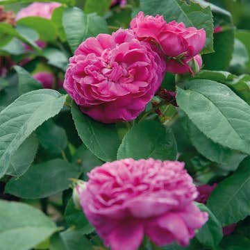 Storblommig Buskros Omnia Garden Rose de Rescht