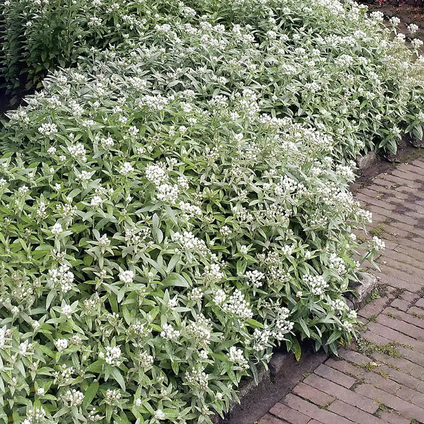 Perenn Omnia Garden Ulleternell