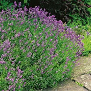 Lavendel Omnia Garden Munstead Stor Kruka